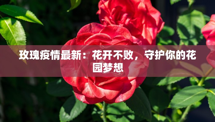玫瑰疫情最新:花开不败,守护你的花园梦想 玫瑰疫情最新:花开不败,守护你的花园梦想